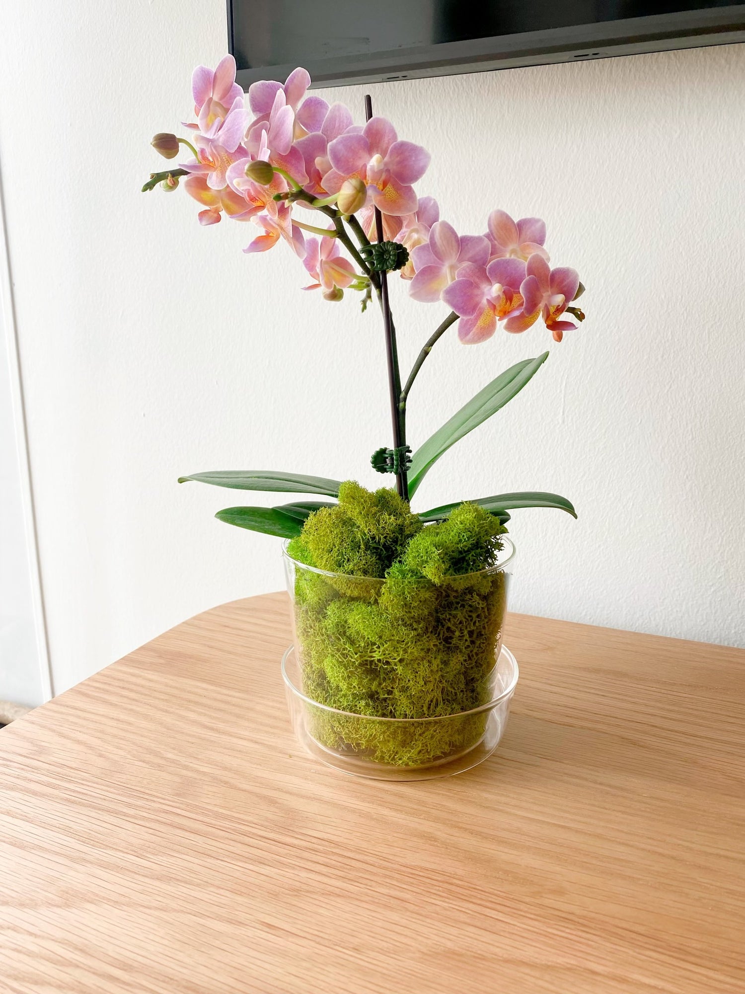 Potted Orchids