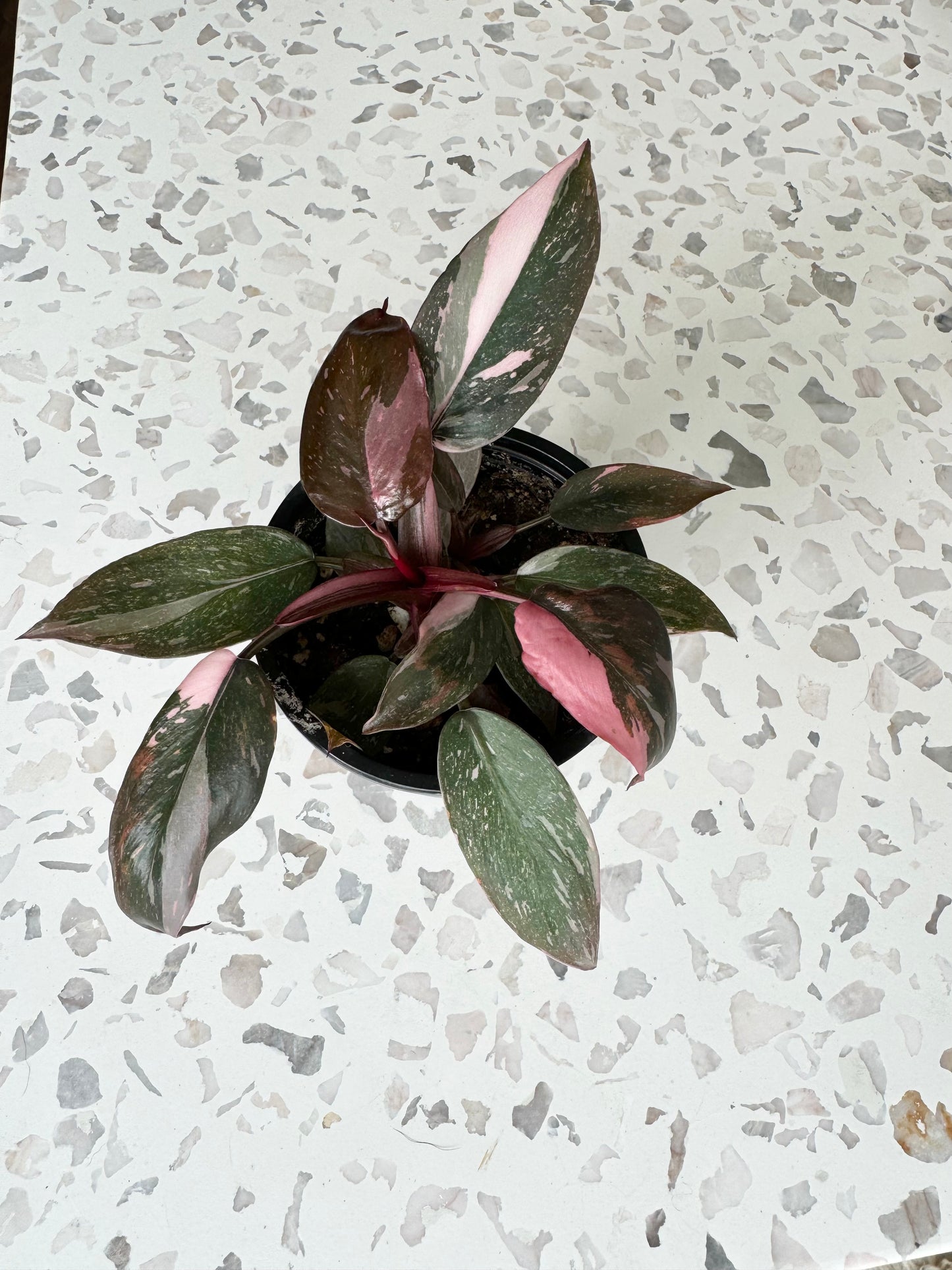 Philodendron Pink Princess