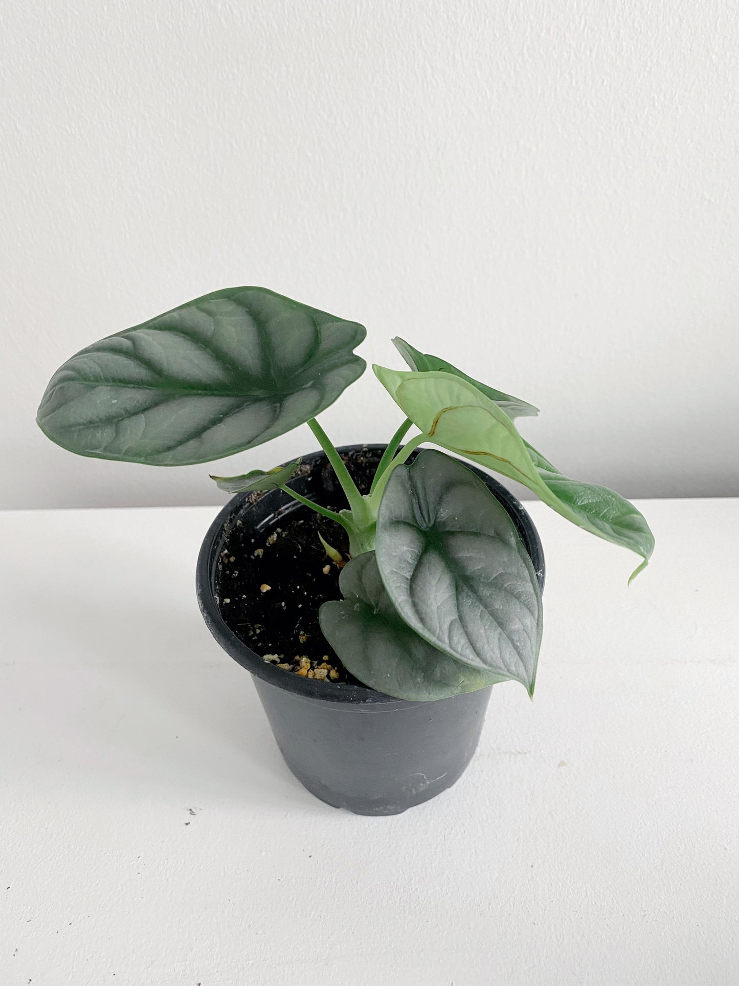 Alocasia Silver Dragon (Alocasia Baginda)