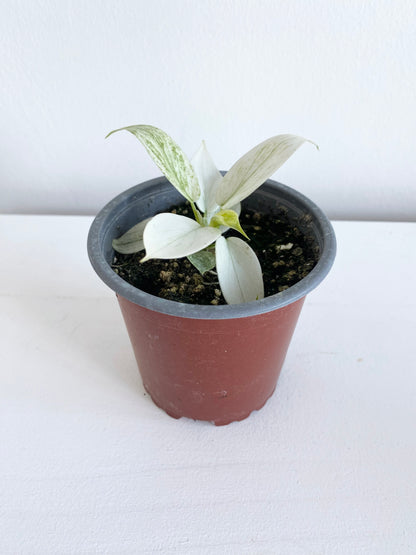 Philodendron Florida Ghost