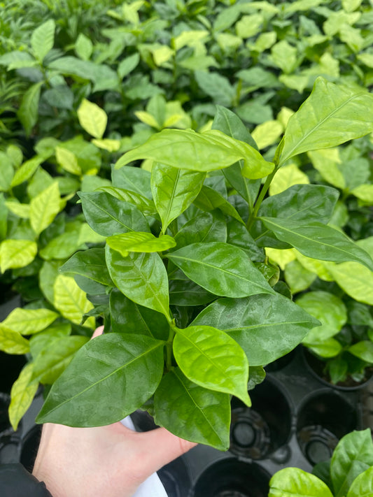 Coffee Plant