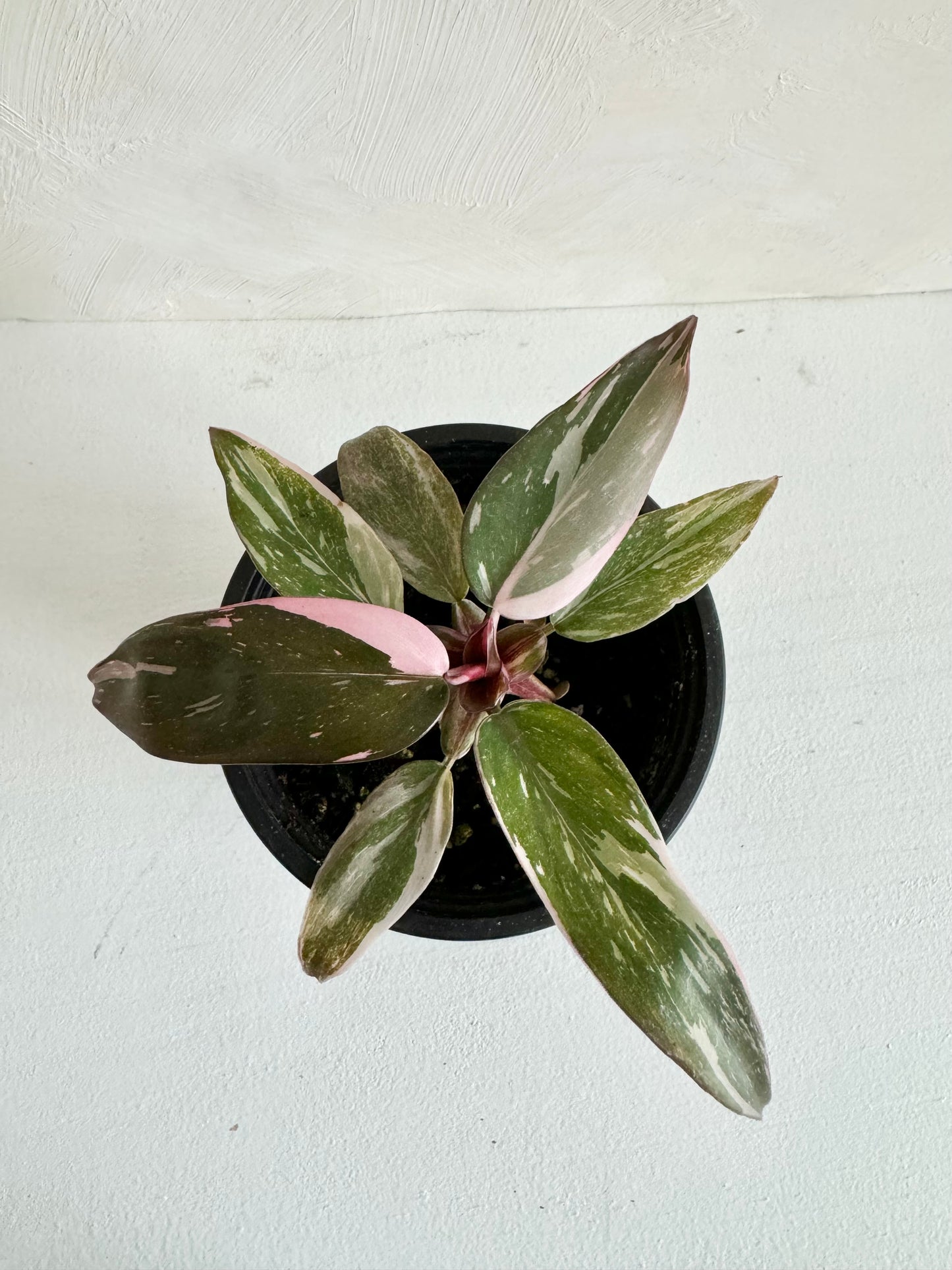 Philodendron Pink Princess