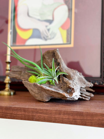 Driftwood and Air Plant Display