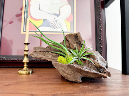 Driftwood and Air Plant Display