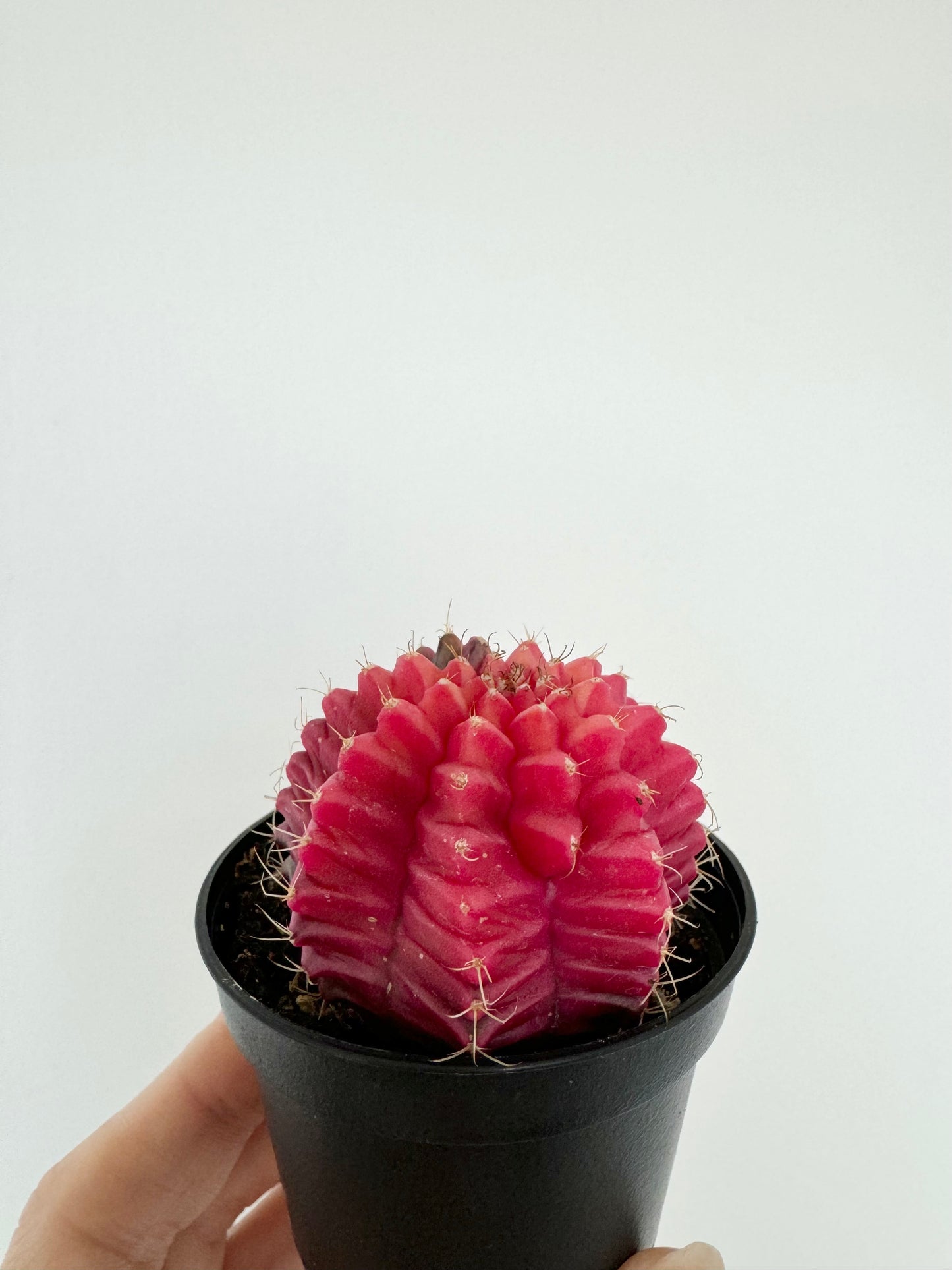 Gymnocalycium Mihanovichii 'Variegata'