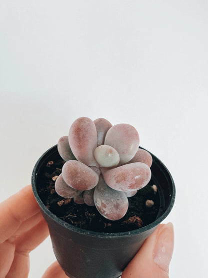 Pachyphytum Oviferum 'Moonstones'