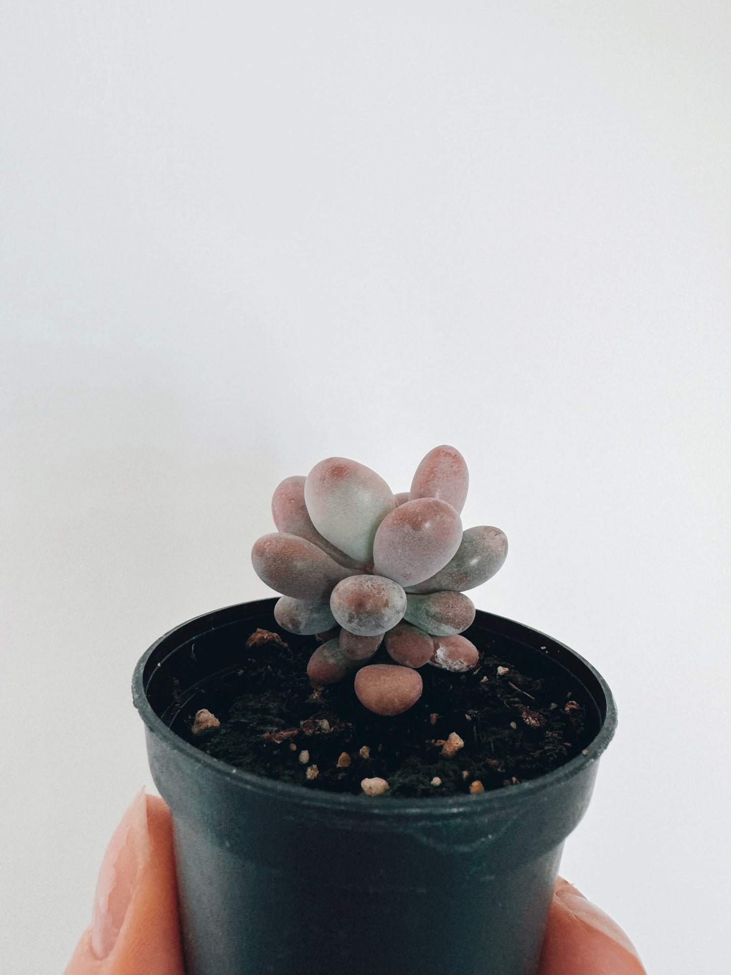 Pachyphytum Oviferum 'Moonstones'