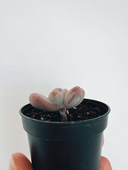 Pachyphytum Oviferum 'Moonstones'