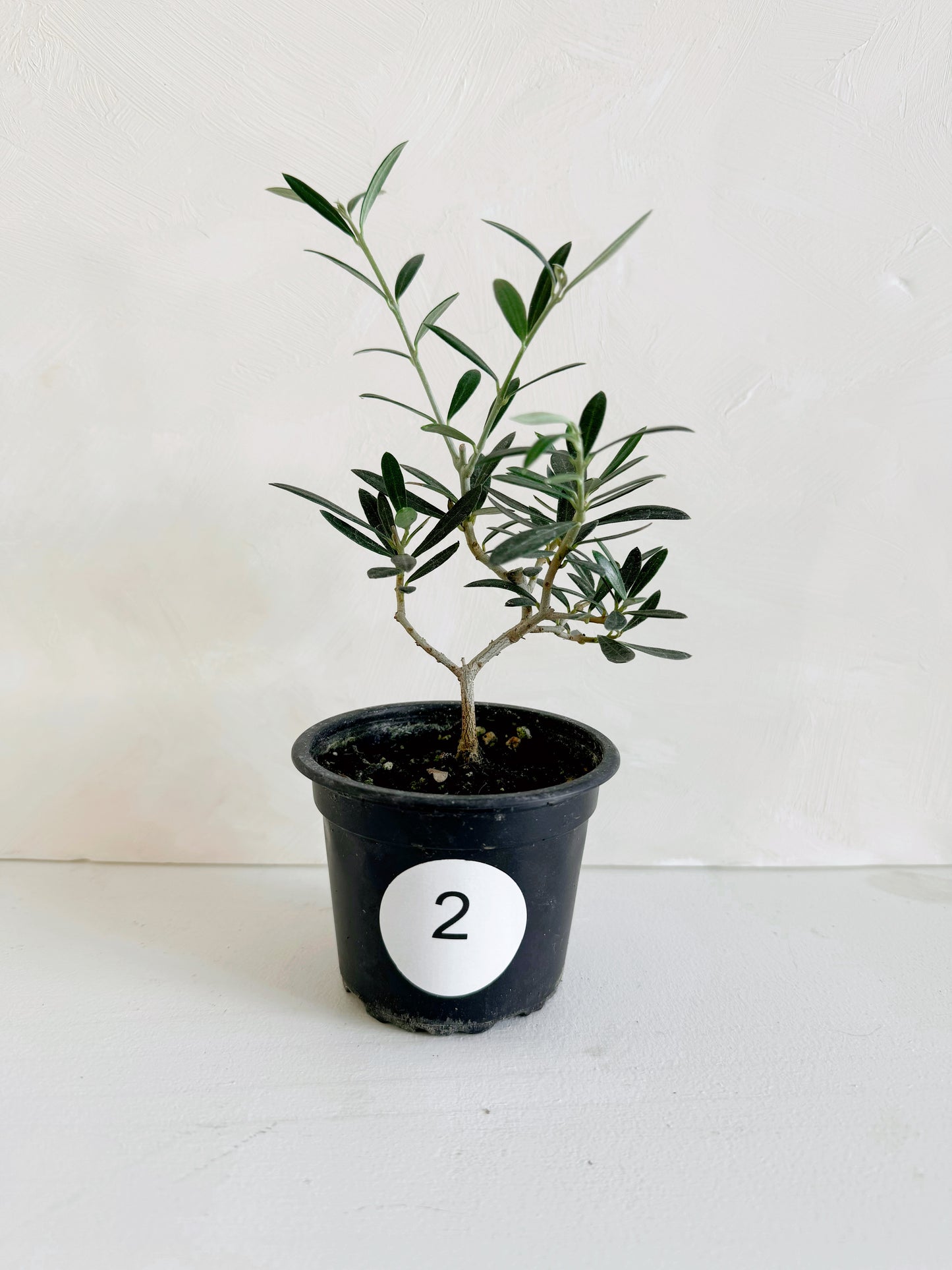 Olive Plant 3.5"