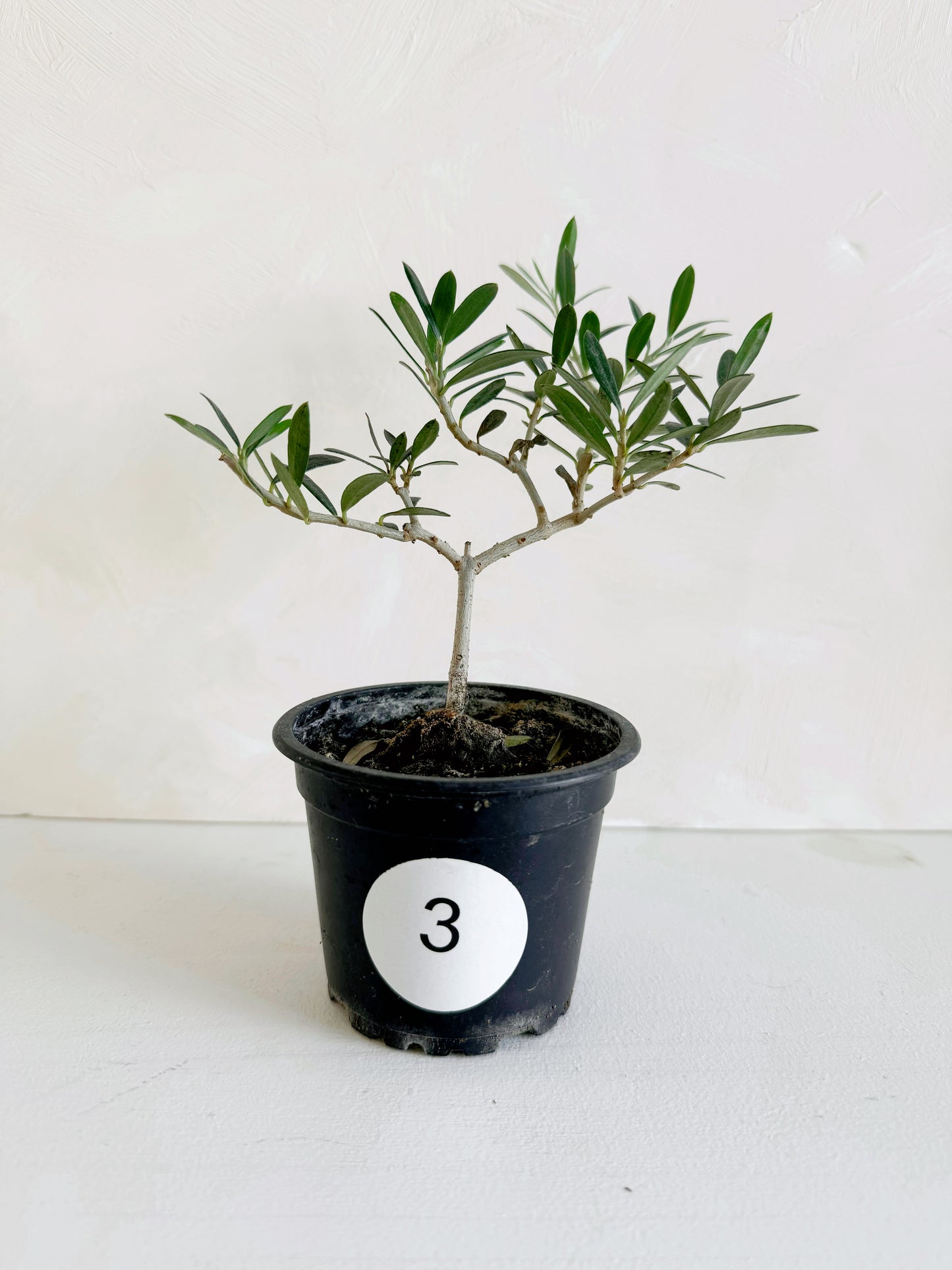 Olive Plant 3.5"