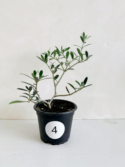 Olive Plant 3.5"