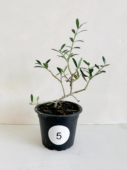 Olive Plant 3.5"