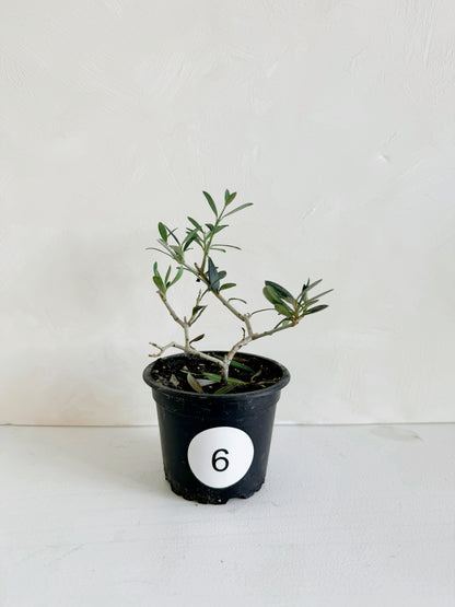 Olive Plant 3.5"