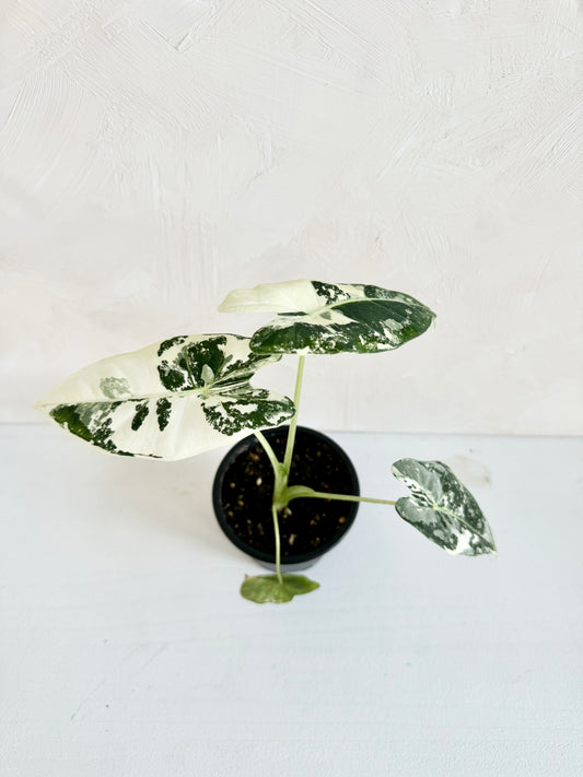 Alocasia Frydek Variegated