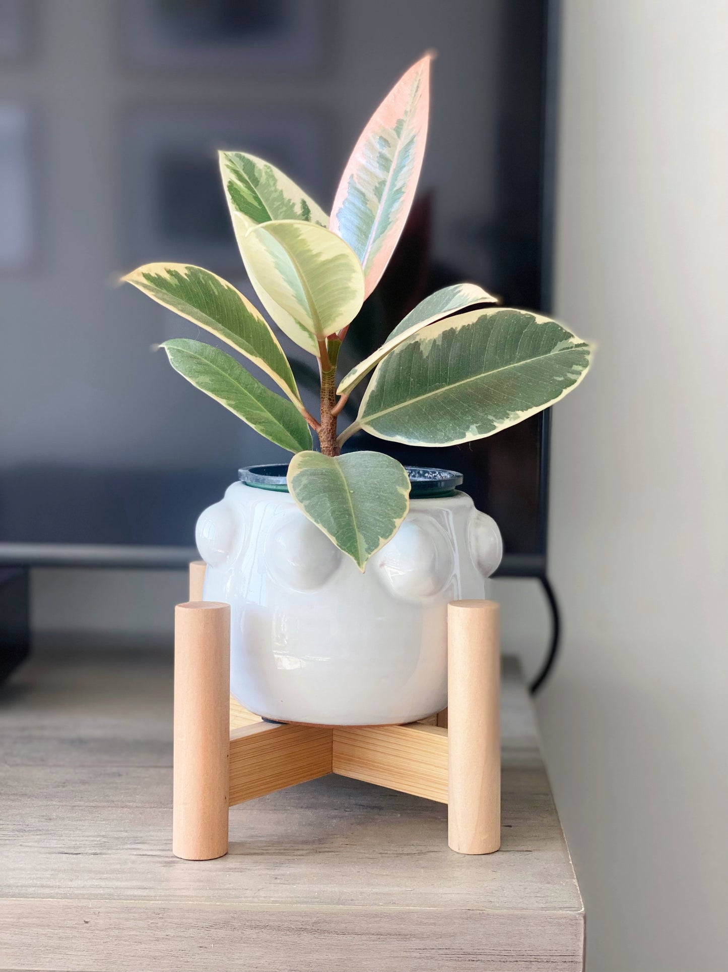 Fem Rosa Pot with Wood Stand