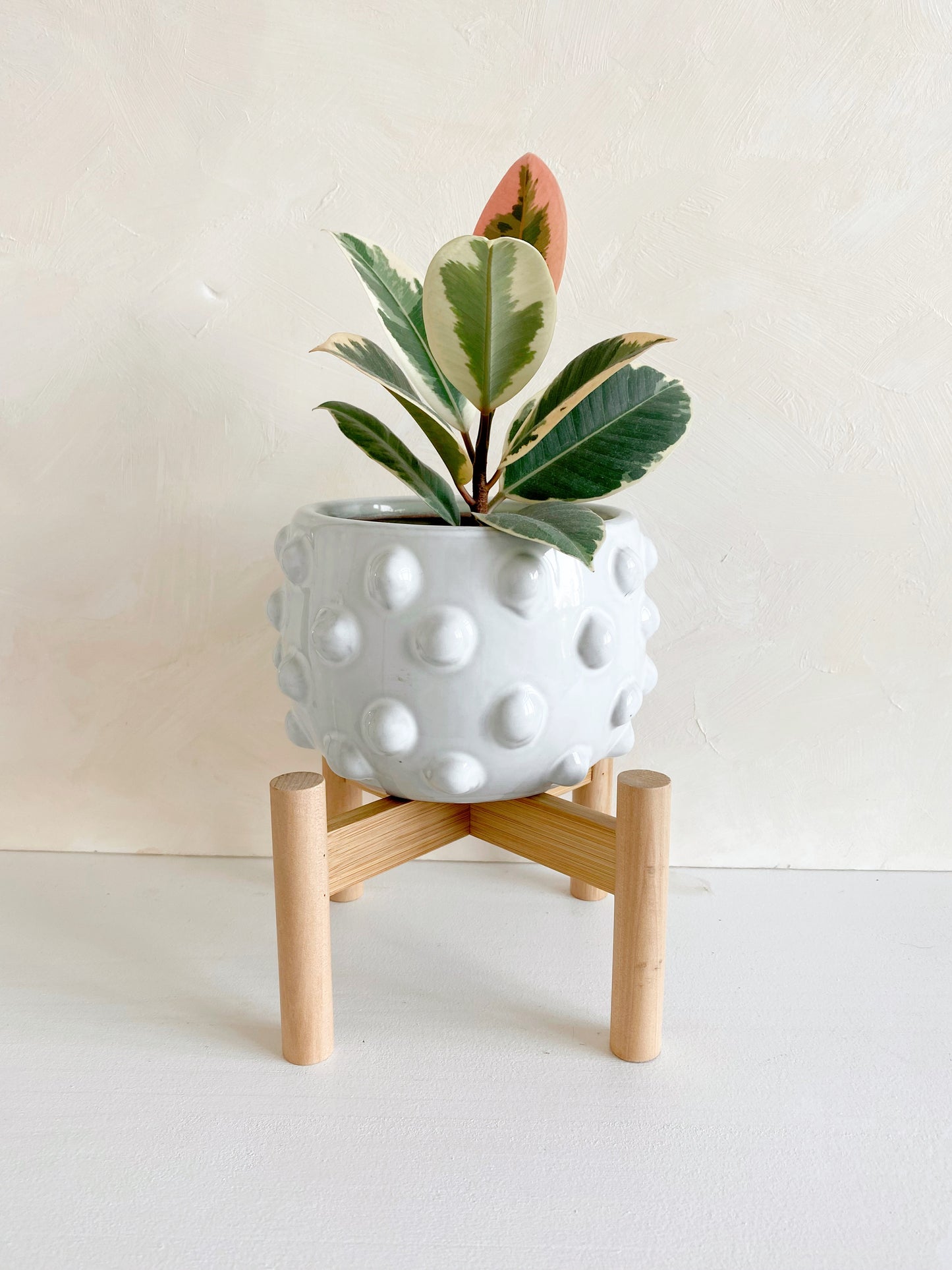 Fem Rosa Pot with Wood Stand