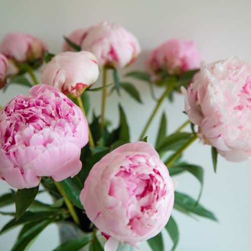 Peonies