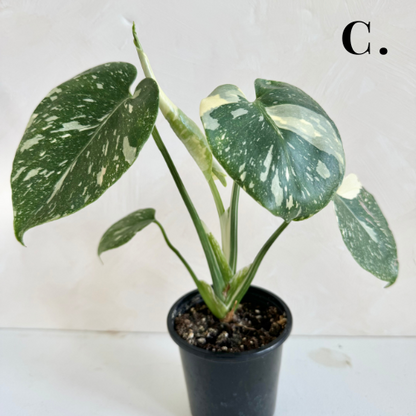 Monstera Thai Constellation