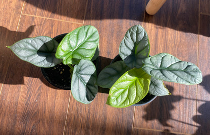 Alocasia Silver Dragon (Alocasia Baginda)