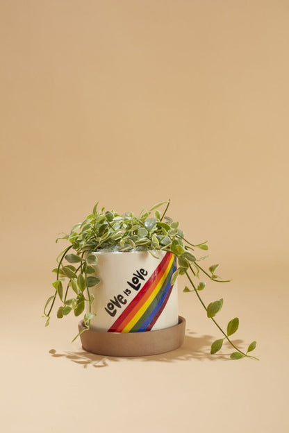 Love is Love Plant Pot