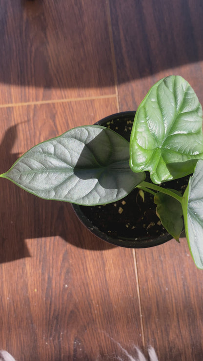 Alocasia Silver Dragon (Alocasia Baginda)