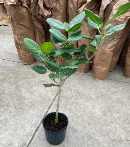 Ficus Audrey Std.