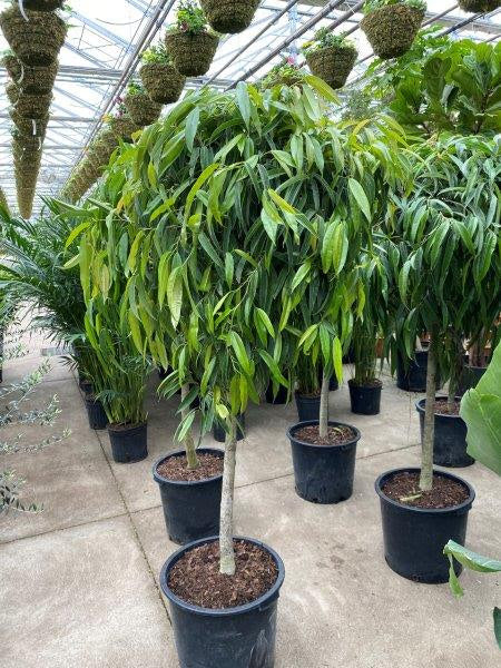 Ficus Alii Standard