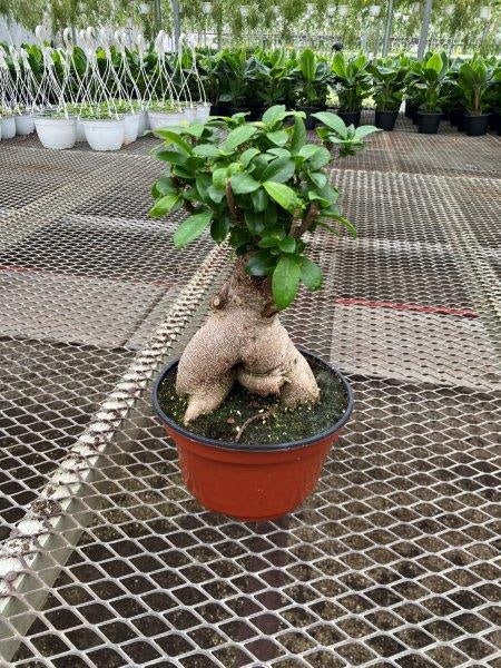 Ficus Ginseng Bonsai