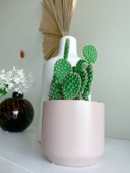 Bunny Ear Cactus in Pink Ceramic Pot