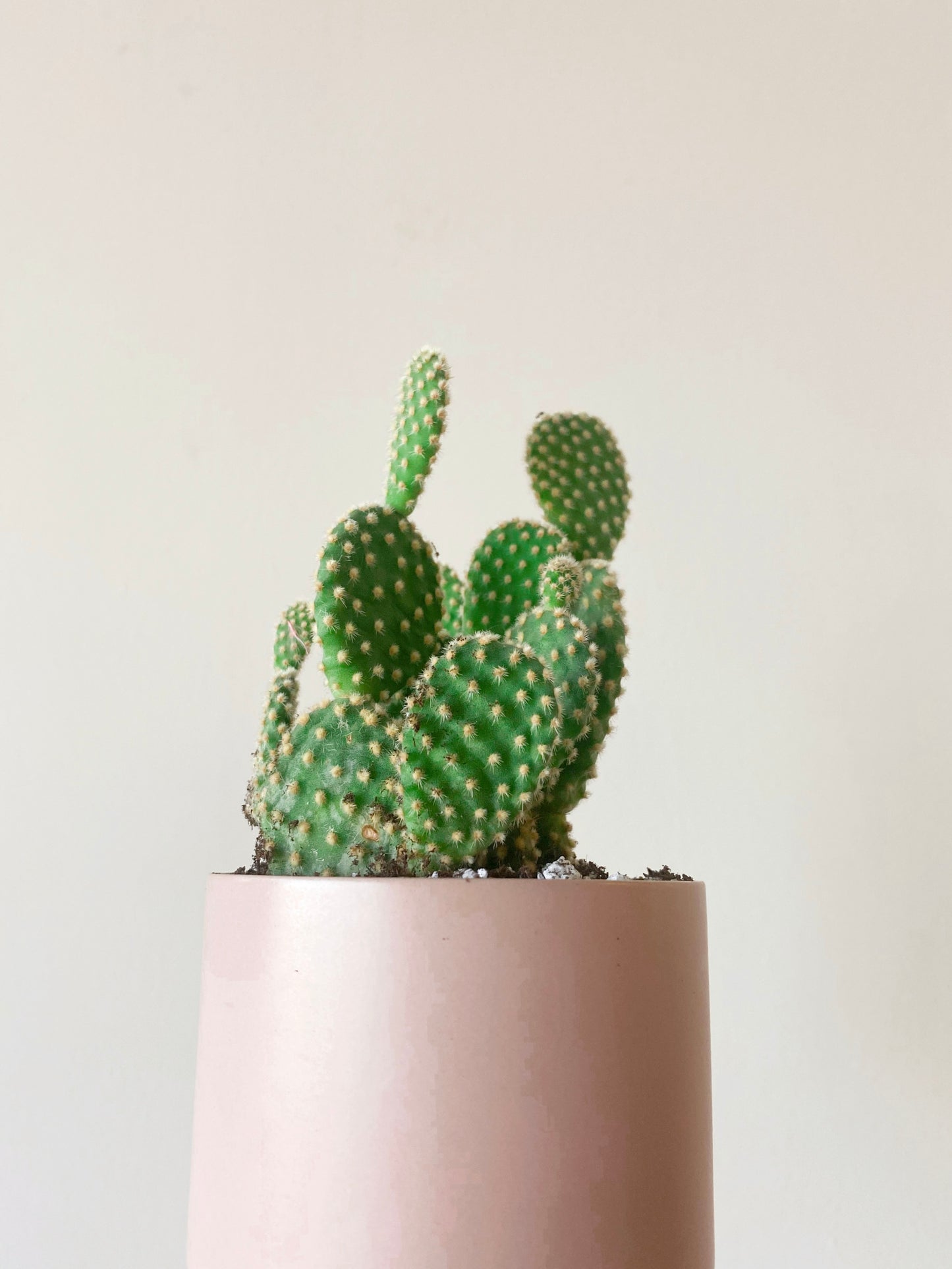 Bunny Ear Cactus in Pink Ceramic Pot