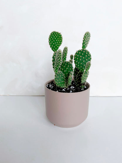 Bunny Ear Cactus in Pink Ceramic Pot