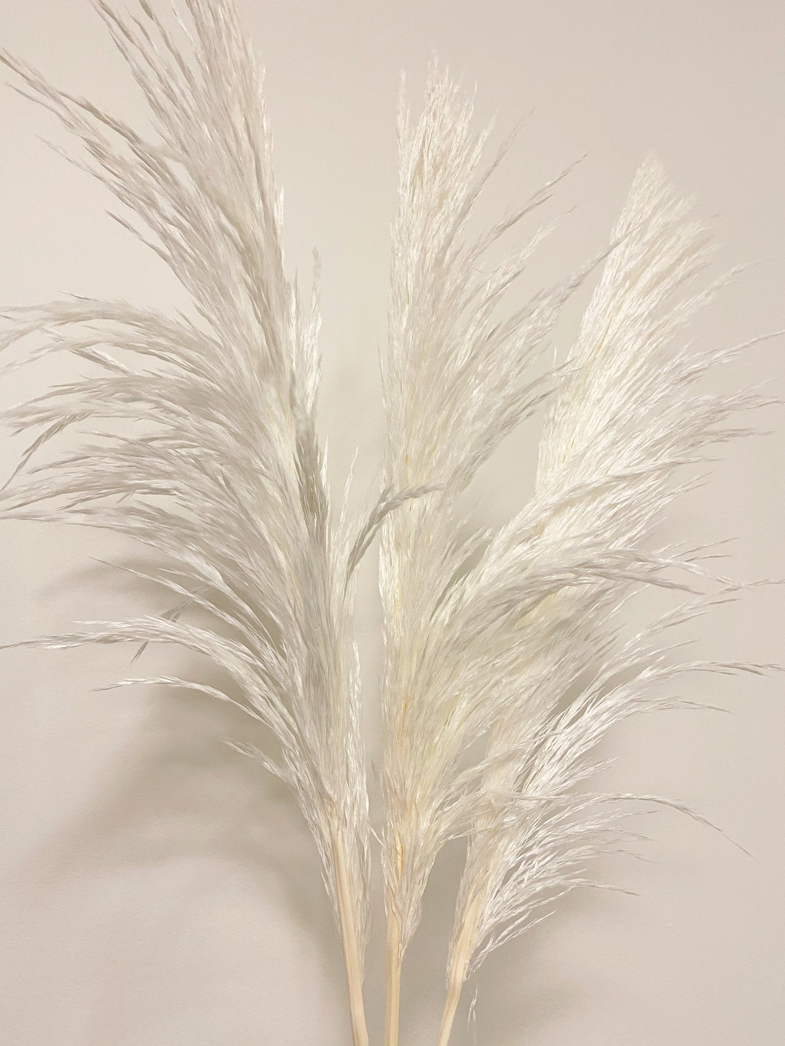 Tall pampas grass -  Italia