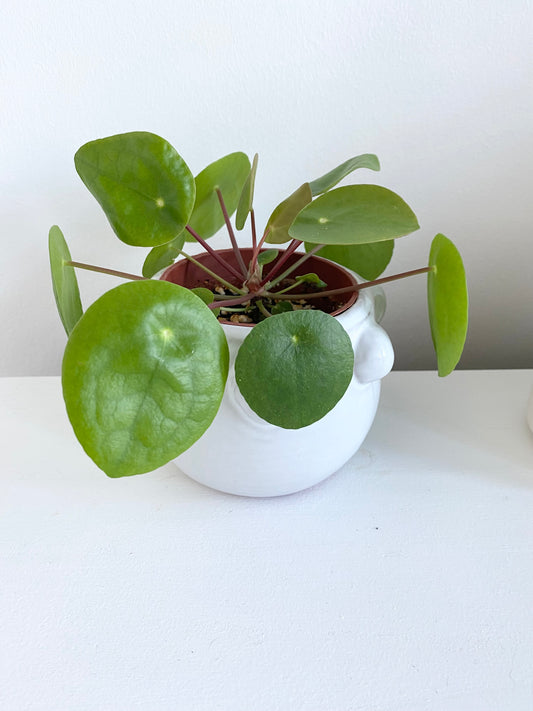 Pilea Peperomioides