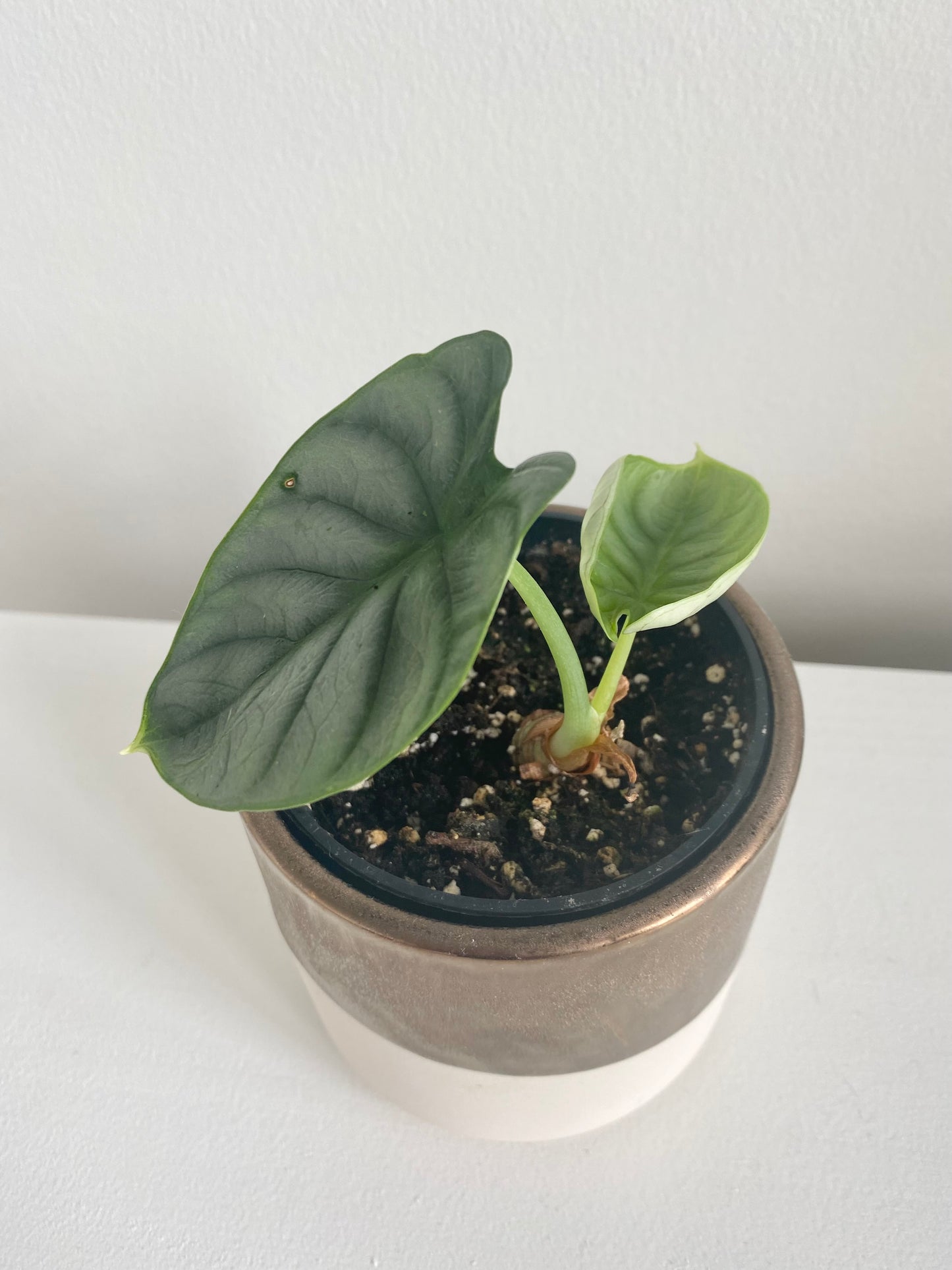 Alocasia Silver Dragon (Alocasia Baginda)