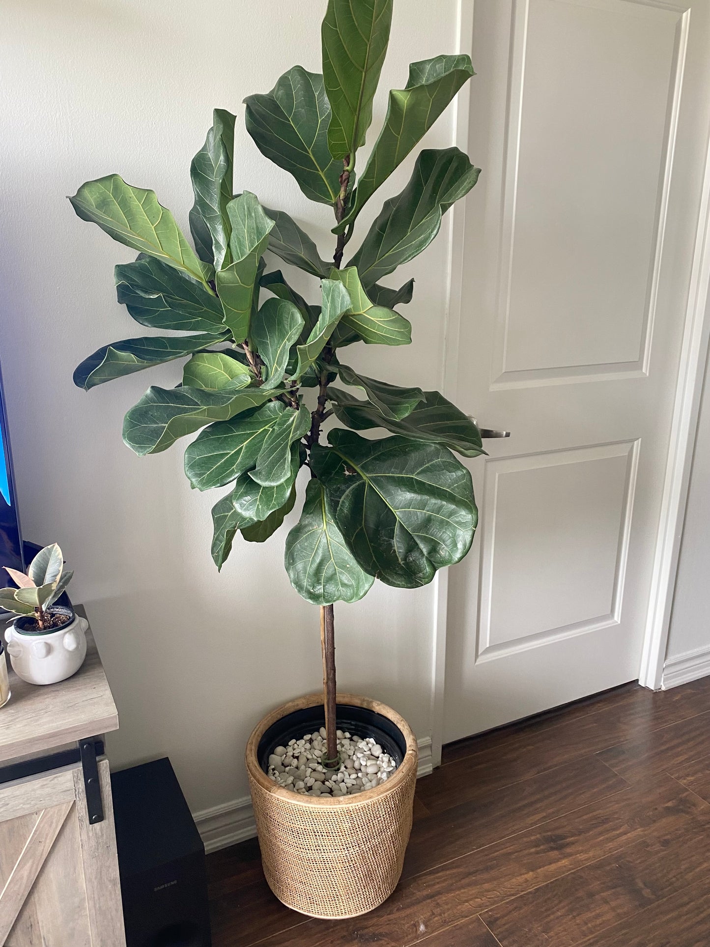 Ficus Lyrata Standard | Fiddle Leaf Fig Tree