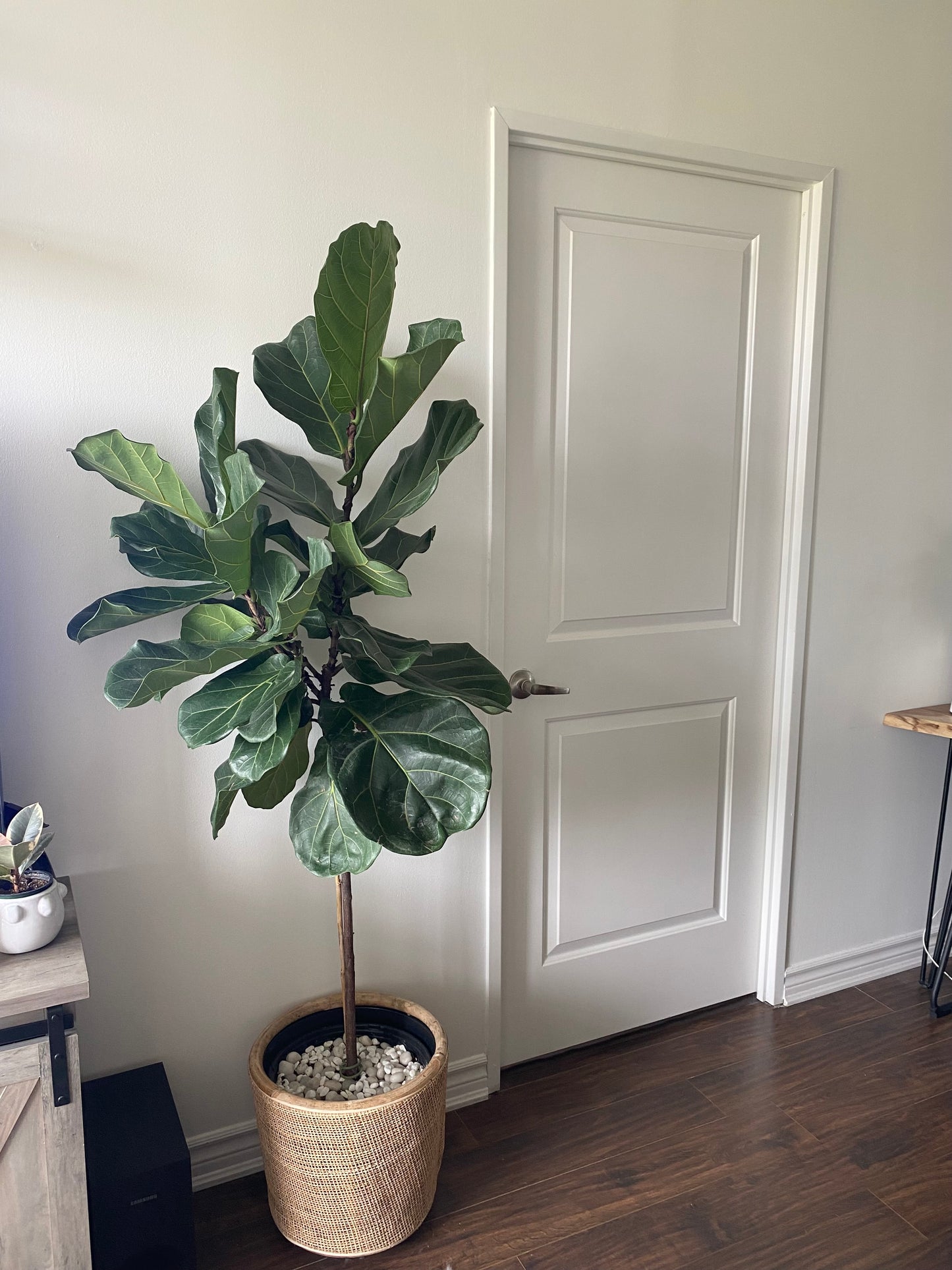 Ficus Lyrata Standard | Fiddle Leaf Fig Tree