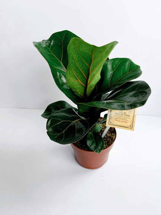 Ficus Lyrata: Fiddle Leaf Fig Bush