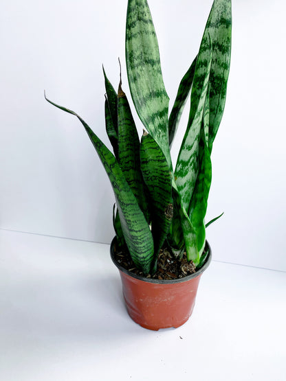 Sansevieria (Snake Plant)