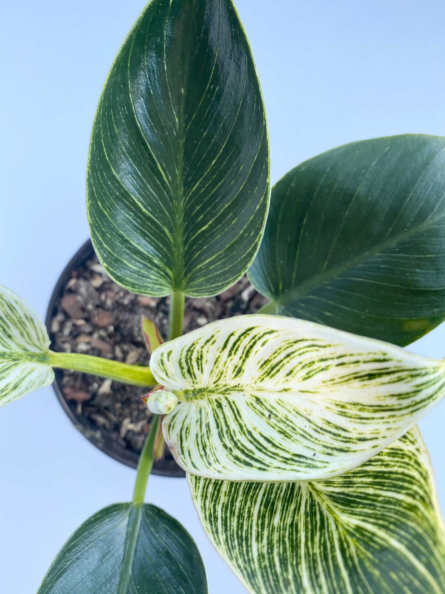 Philodendron "Birkin"