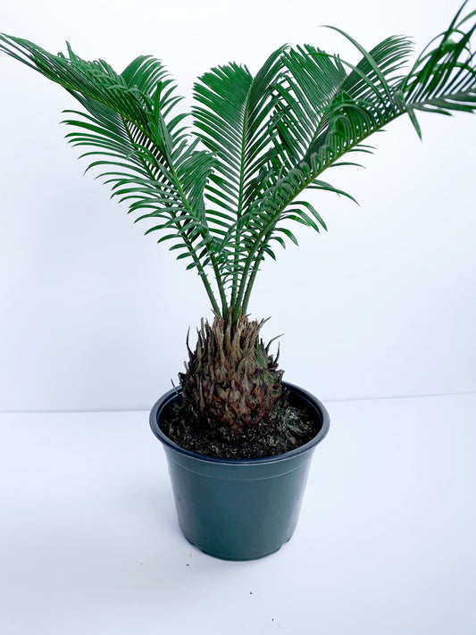 Sago Palm