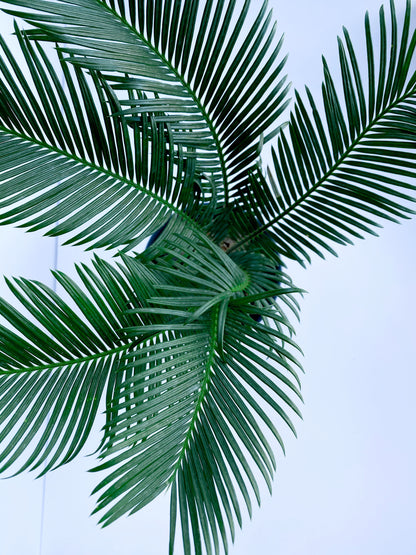 Sago Palm