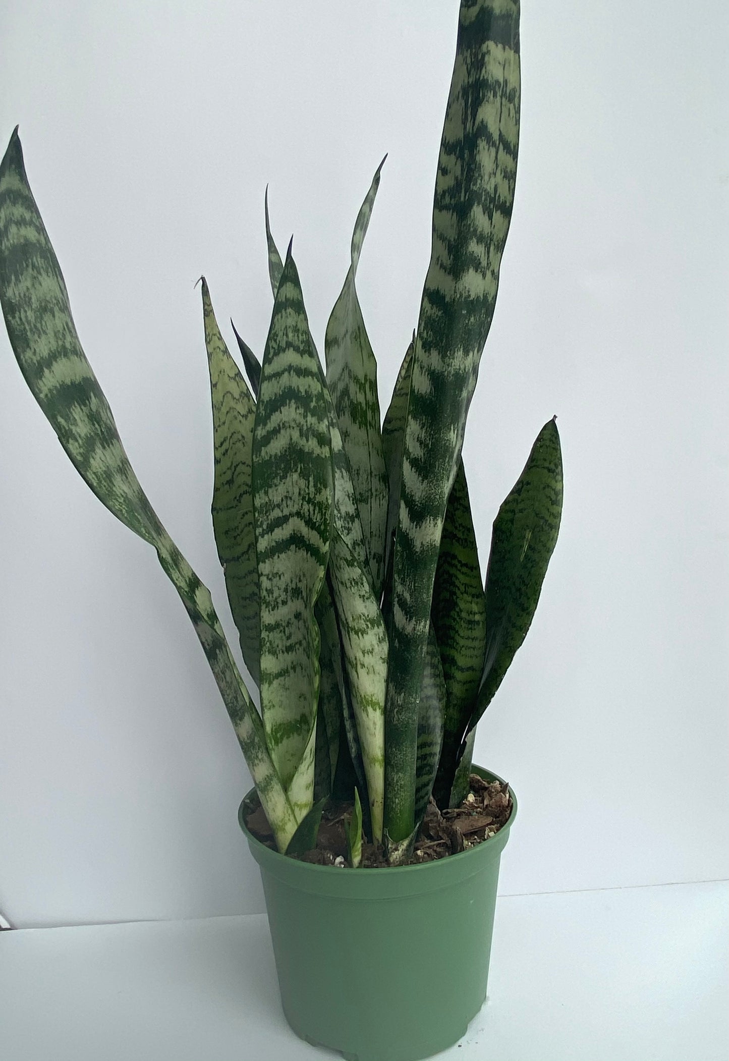 Sansevieria (Snake Plant)