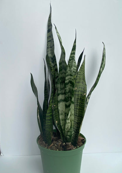 Sansevieria (Snake Plant)