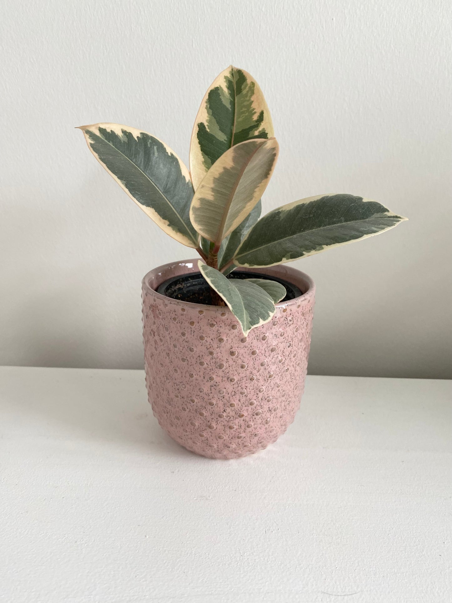 Everly Pot | Pink Textured Dots