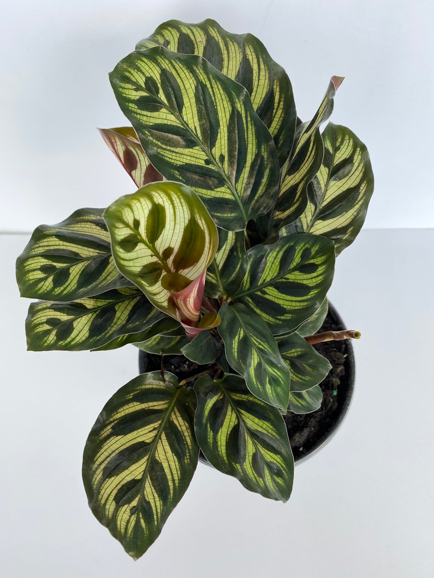 Calathea Makoyana