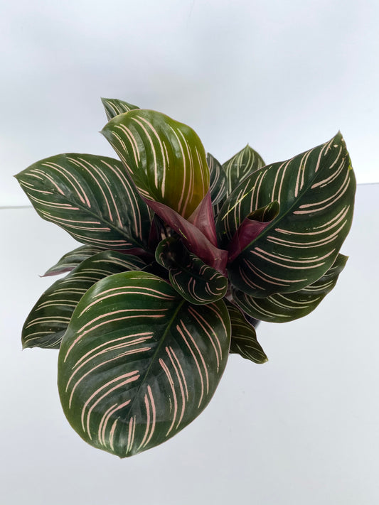 Calathea Ornata | Pink Pinstripe