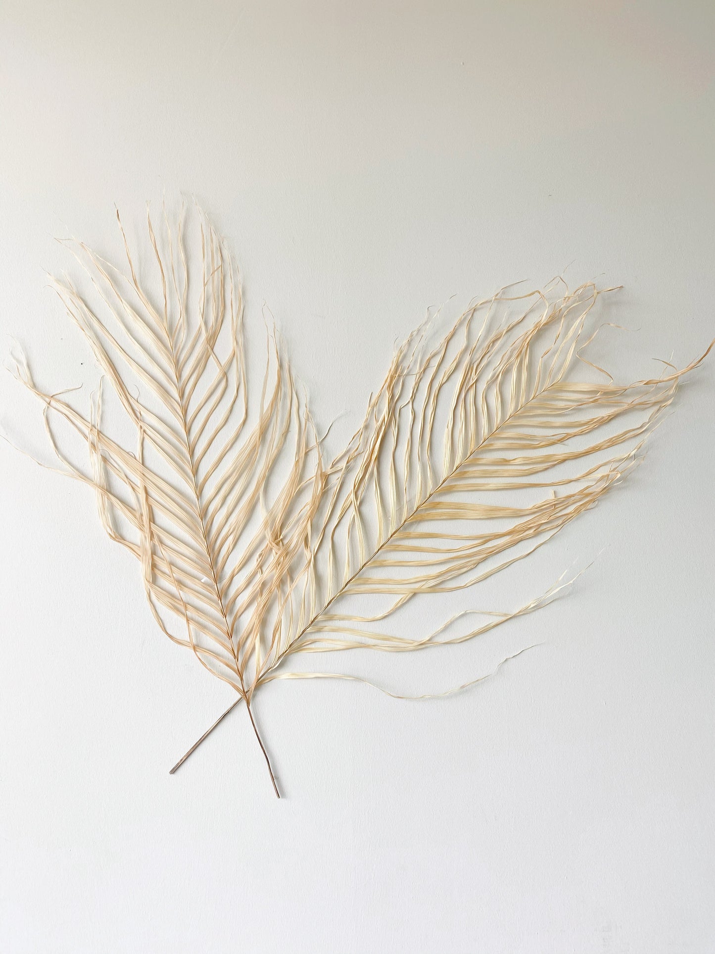 Large Dried Natural Palm Leaves | Areca Fern