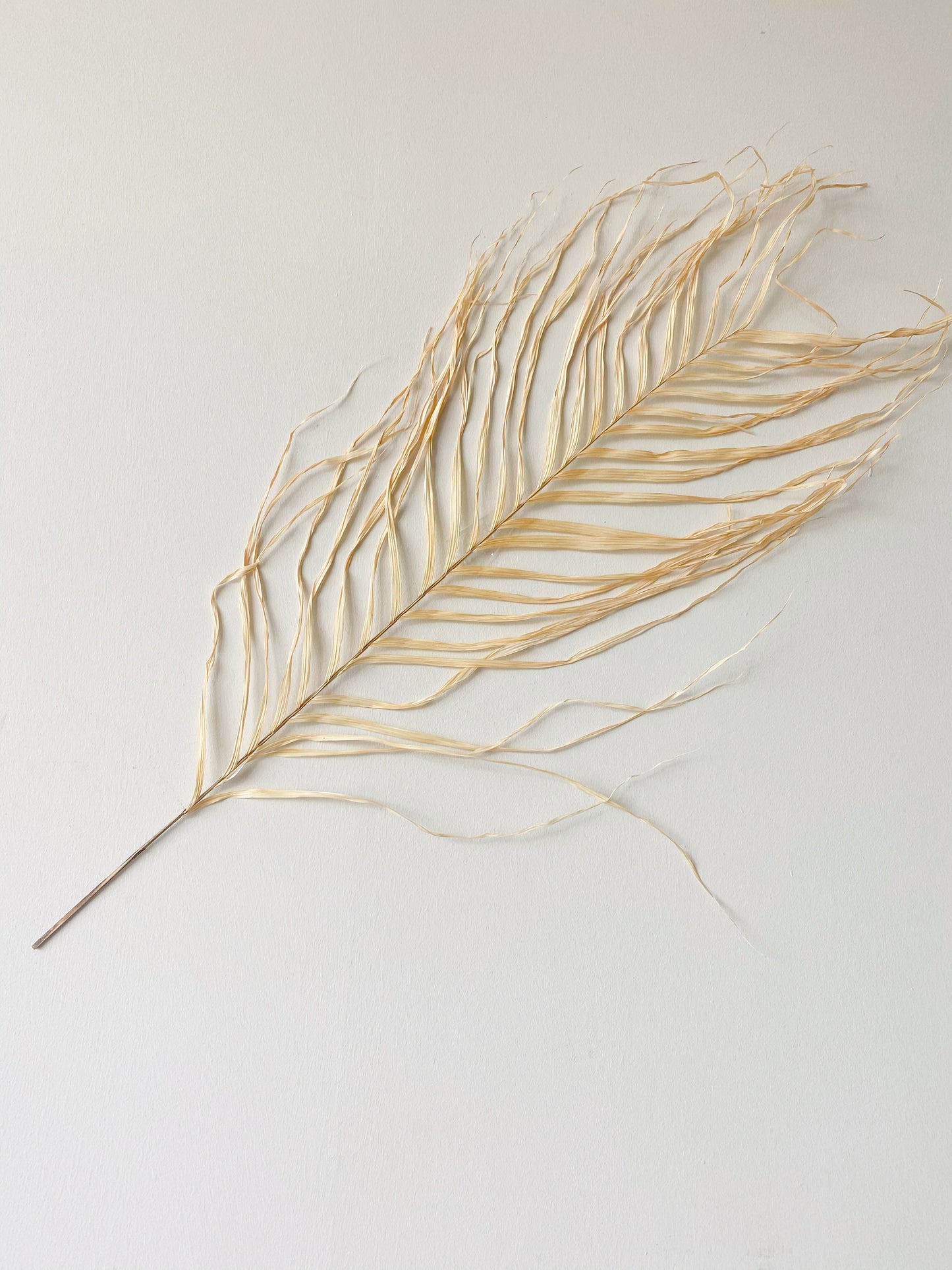 Large Dried Natural Palm Leaves | Areca Fern