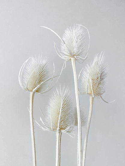 Dried Thistle