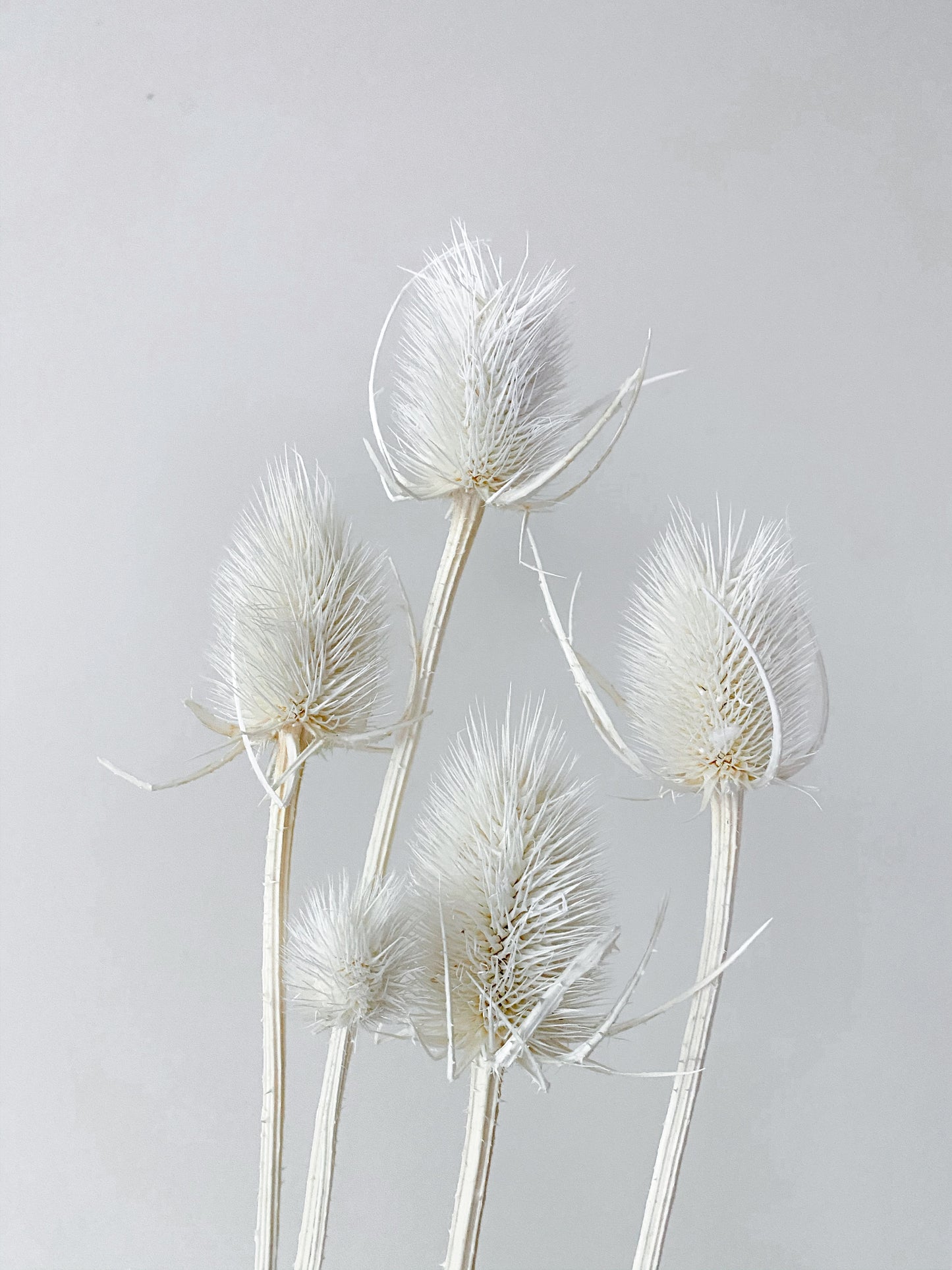 Dried Thistle